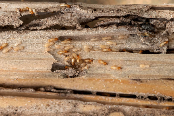 Pest Prevention Services in Walla Walla, WA